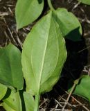 Alisma plantago-aquatica