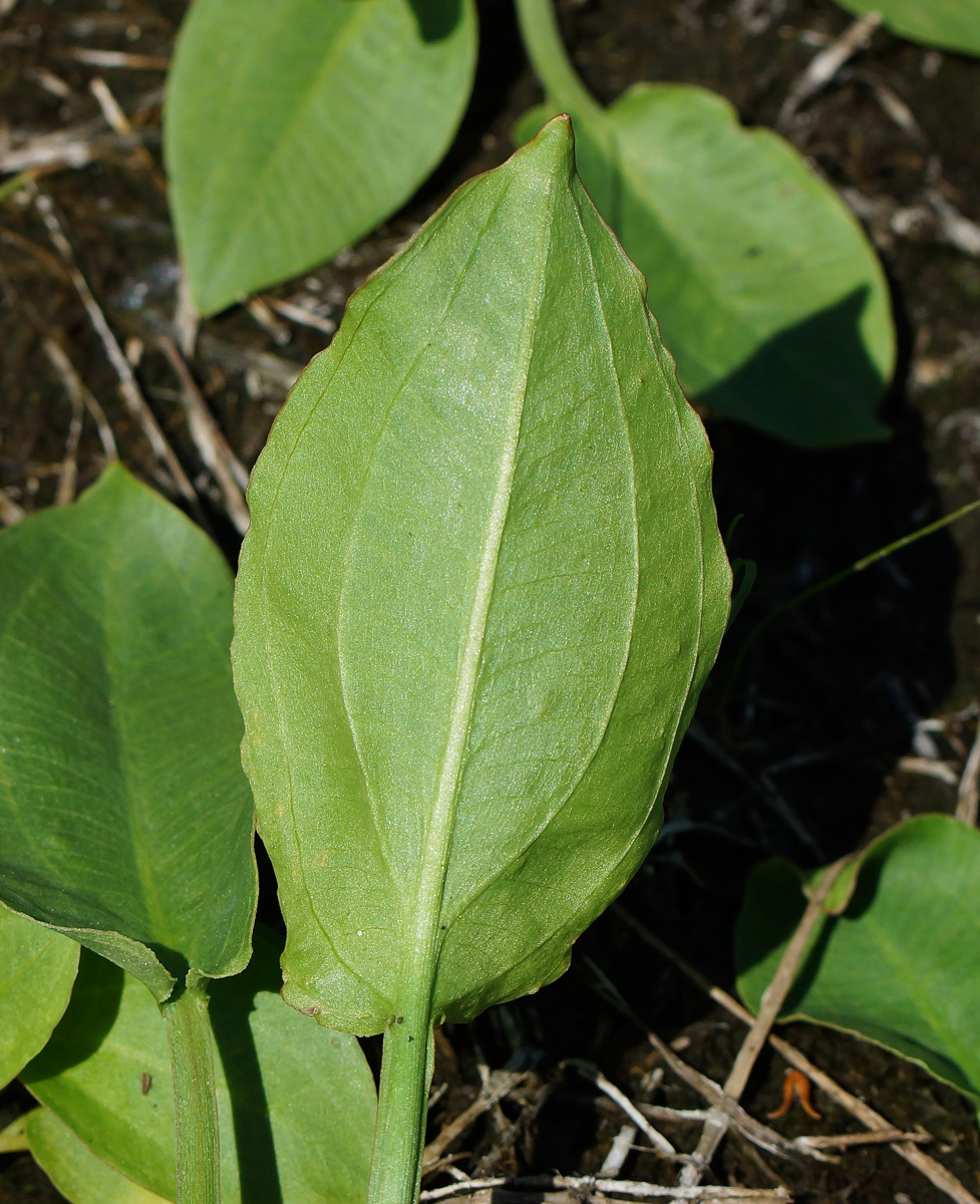 Image of Alisma plantago-aquatica specimen.