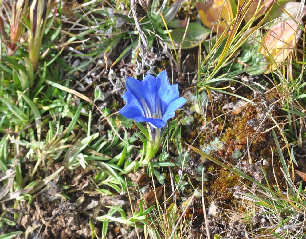 Изображение особи Gentiana sino-ornata.