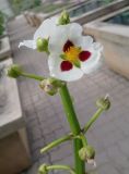 Sagittaria montevidensis