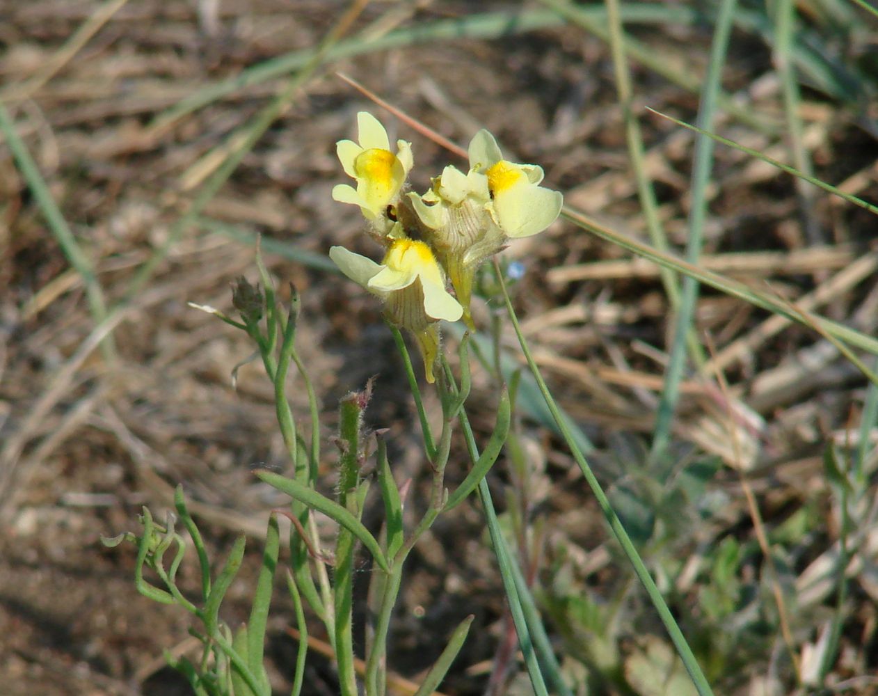 Изображение особи Linaria buriatica.