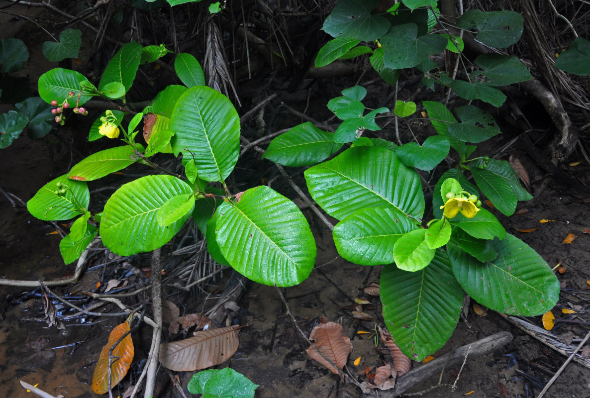 Image of Dillenia suffruticosa specimen.