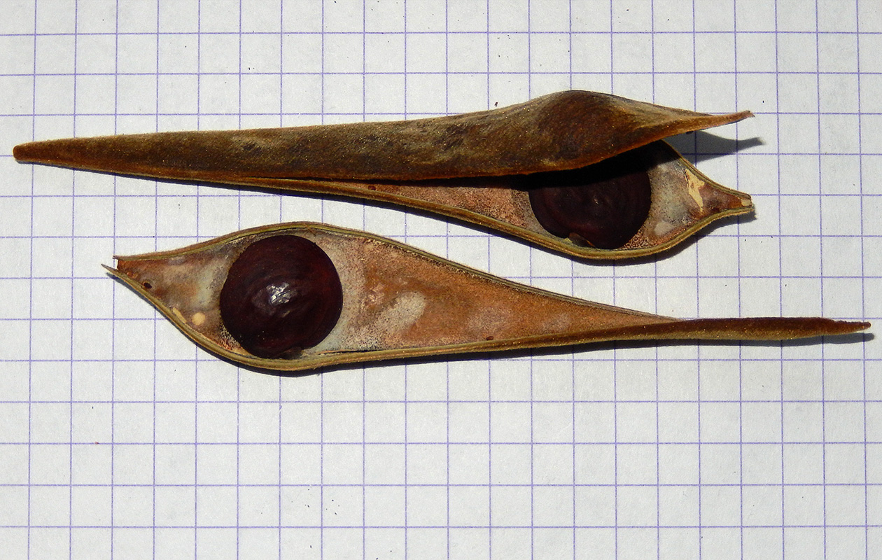 Image of Wisteria sinensis specimen.