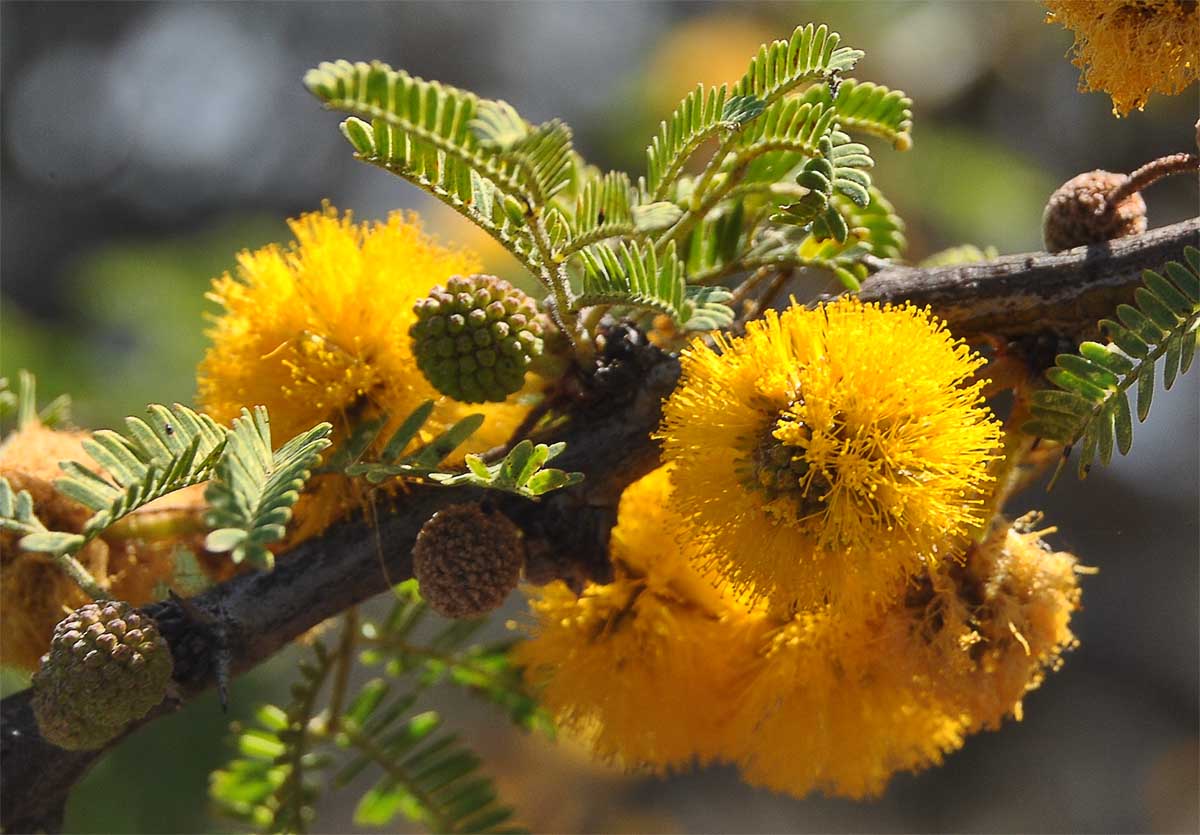 Image of Vachellia farnesiana specimen.