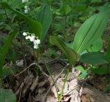 Convallaria majalis