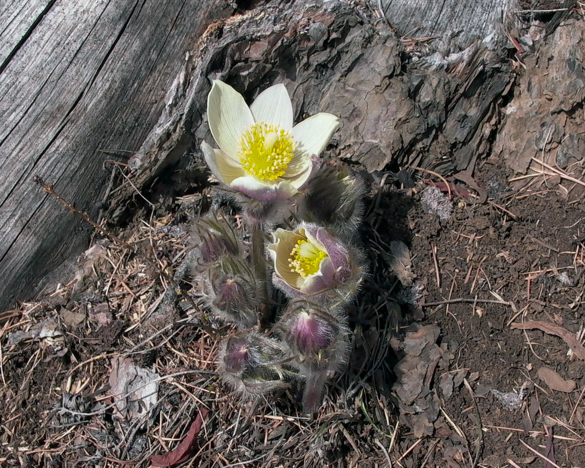 Изображение особи Pulsatilla orientali-sibirica.