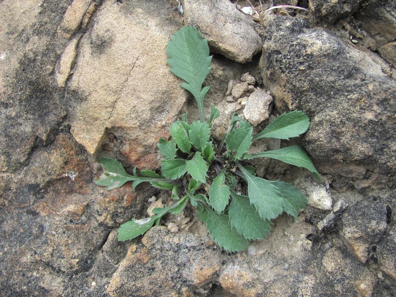 Изображение особи Cephalaria charadzeae.