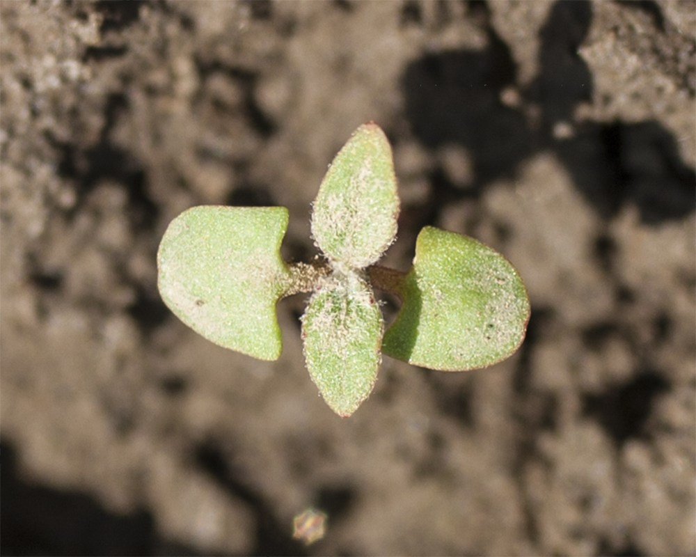 Image of Populus alba specimen.