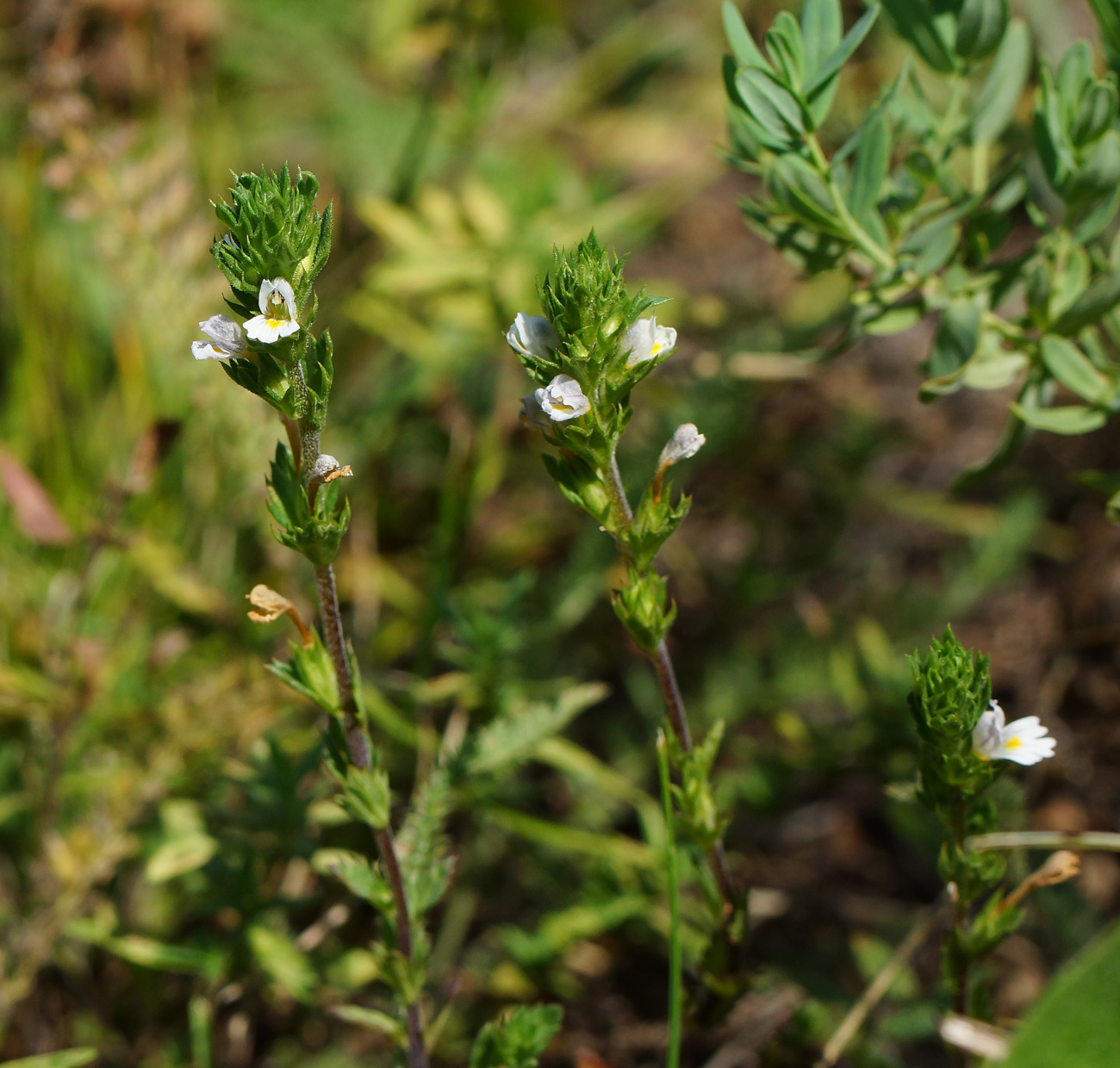 Изображение особи род Euphrasia.