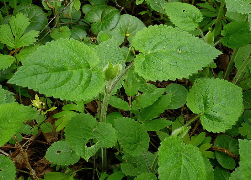 Image of Stachys sylvatica specimen.