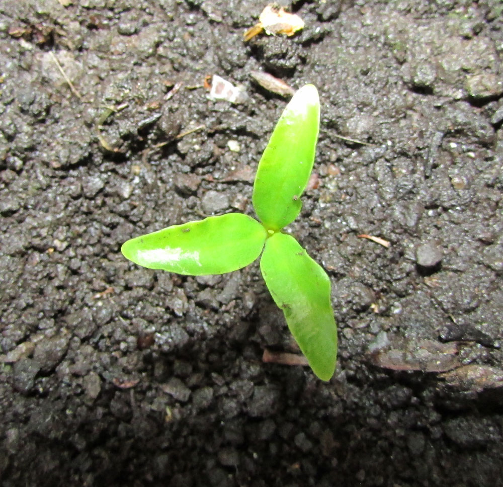 Image of Magnolia sieboldii specimen.