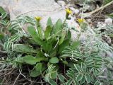 Crepis multicaulis