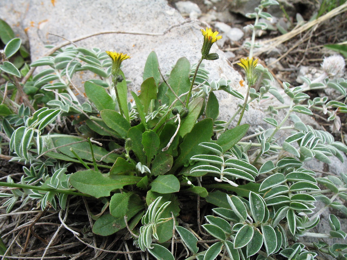 Image of Crepis multicaulis specimen.