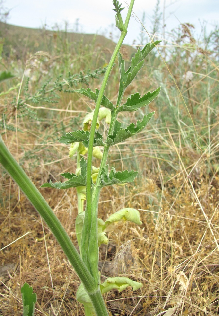 Изображение особи Pastinaca clausii.