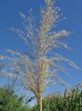 Phragmites altissimus