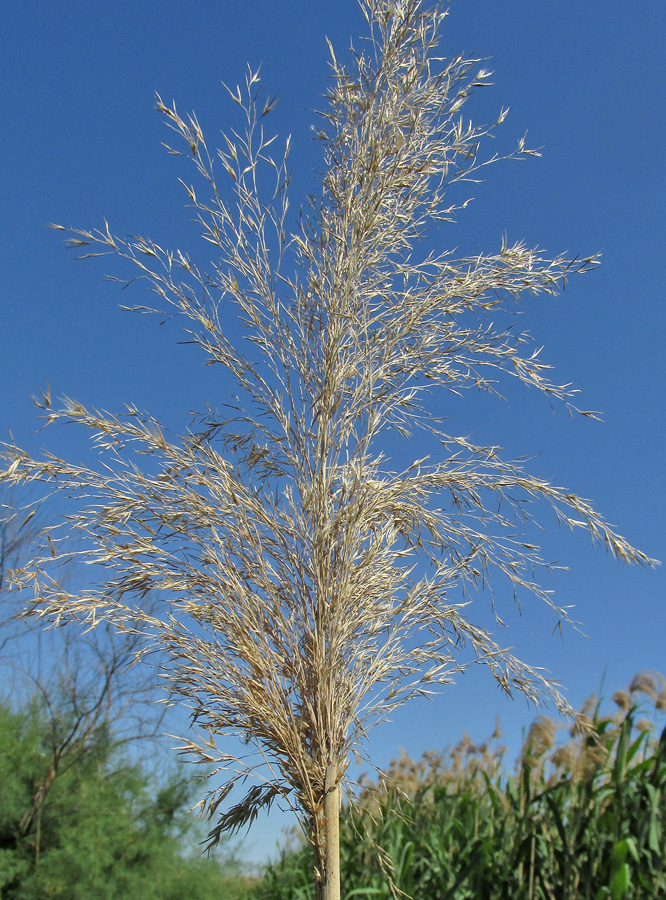 Image of Phragmites altissimus specimen.