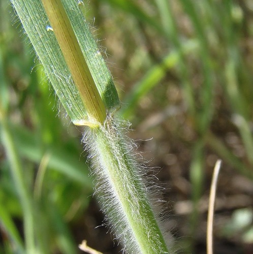 Изображение особи род Bromus.