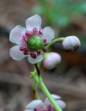 Chimaphila umbellata