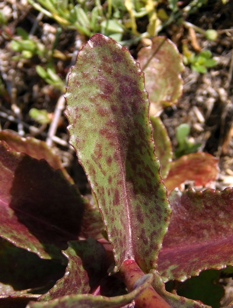 Image of Hylotelephium stepposum specimen.
