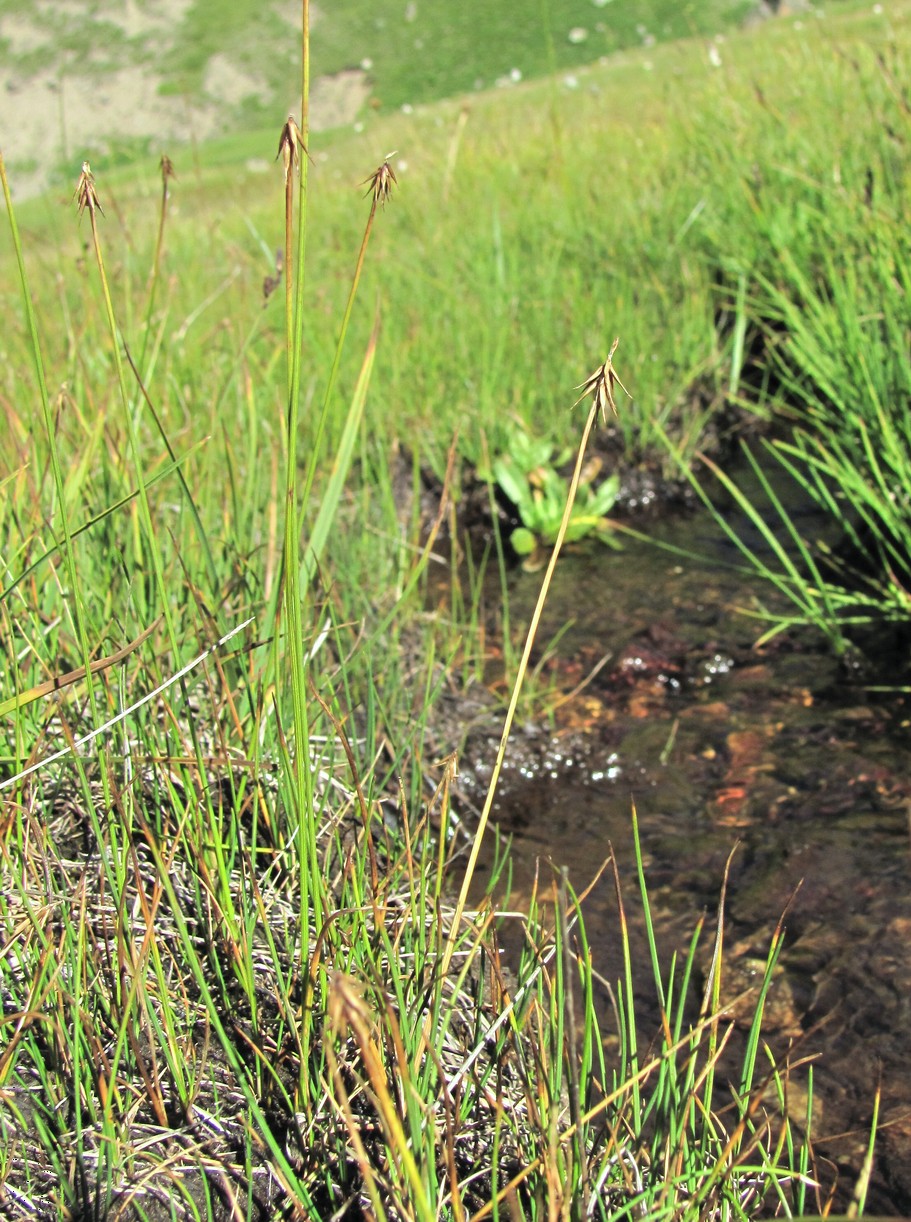 Image of Carex microglochin specimen.