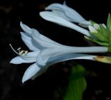 Hosta plantaginea