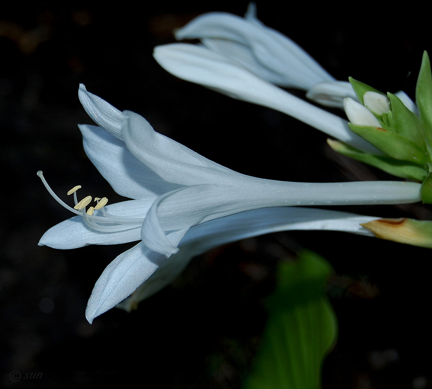 Image of Hosta plantaginea specimen.