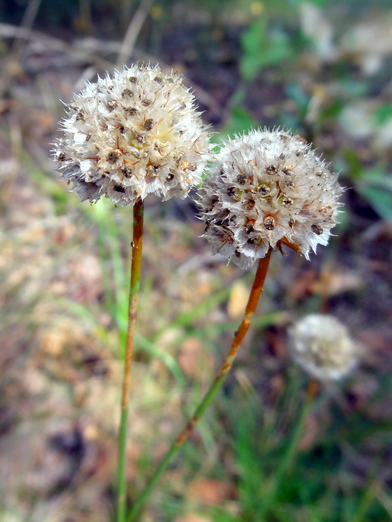 Image of Armeria vulgaris specimen.