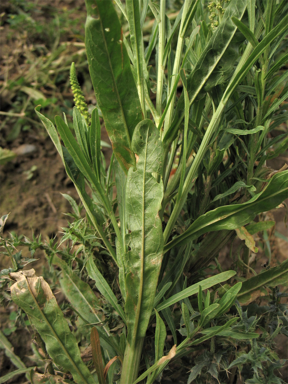 Изображение особи Reseda luteola.