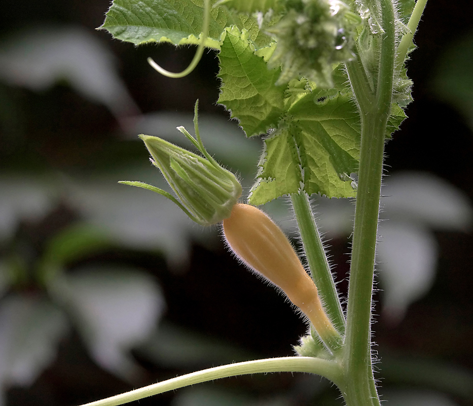 Image of Cucurbita pepo specimen.