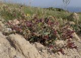 Anchusa hybrida