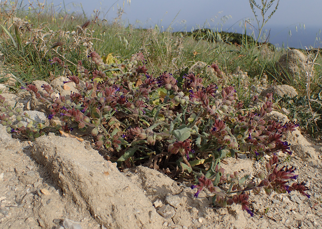 Изображение особи Anchusa hybrida.