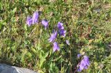 genus Campanula