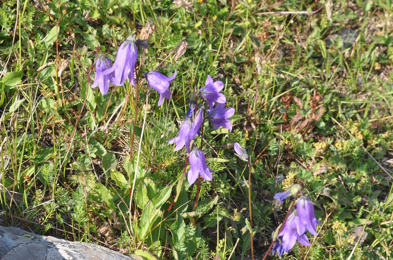 Image of genus Campanula specimen.