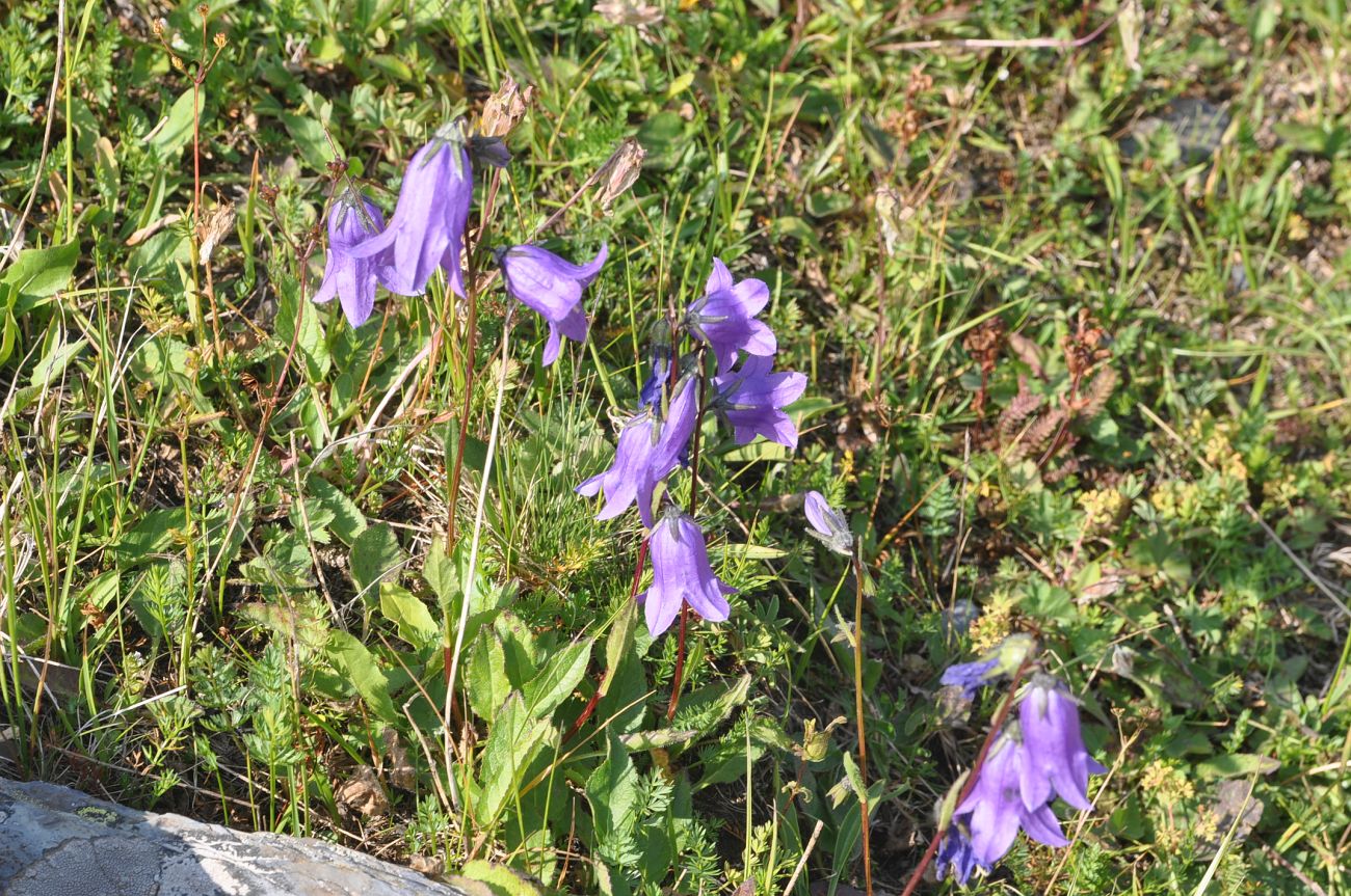 Изображение особи род Campanula.