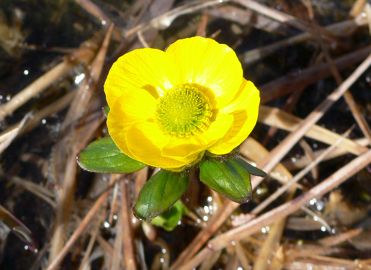 Изображение особи Ranunculus nivalis.