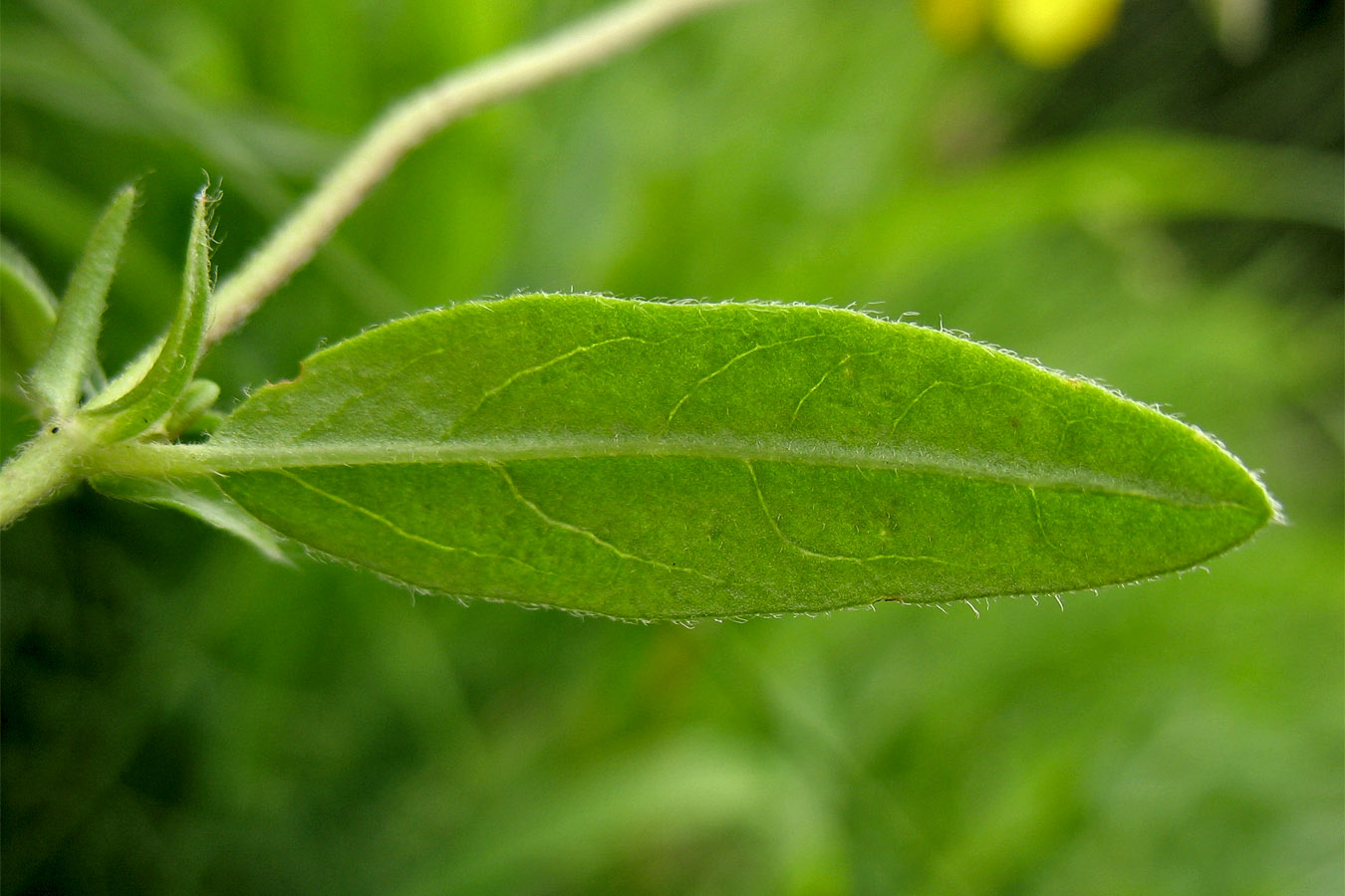 Image of Helianthemum ovatum specimen.