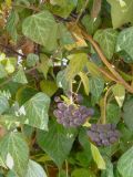 Hedera helix