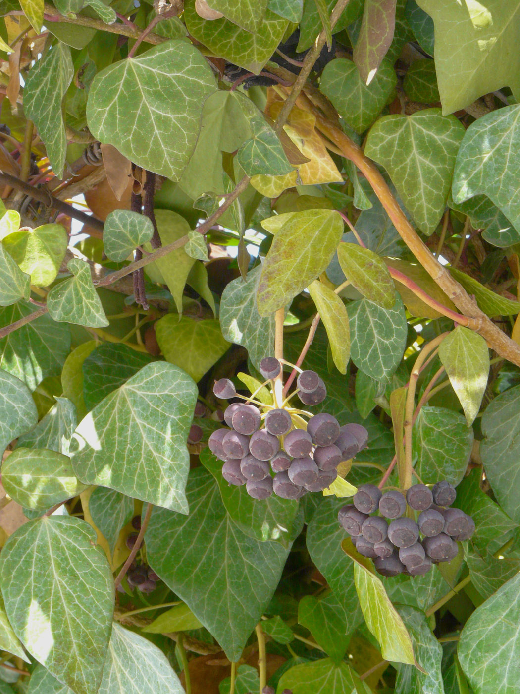 Image of Hedera helix specimen.