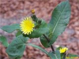 Sonchus oleraceus. Верхушка побега с отцветшим, распустившимся и нераспустившимися соцветиями. Украина, Ивано-Франковская обл., Болеховский горсовет, Поляницкий сельсовет, Поляницкий региональный ландшафтный парк, буковый лес. 03.11.2018.