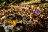 Crocus speciosus