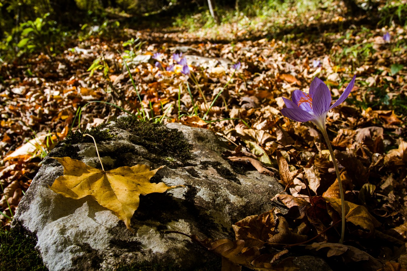 Image of Crocus speciosus specimen.