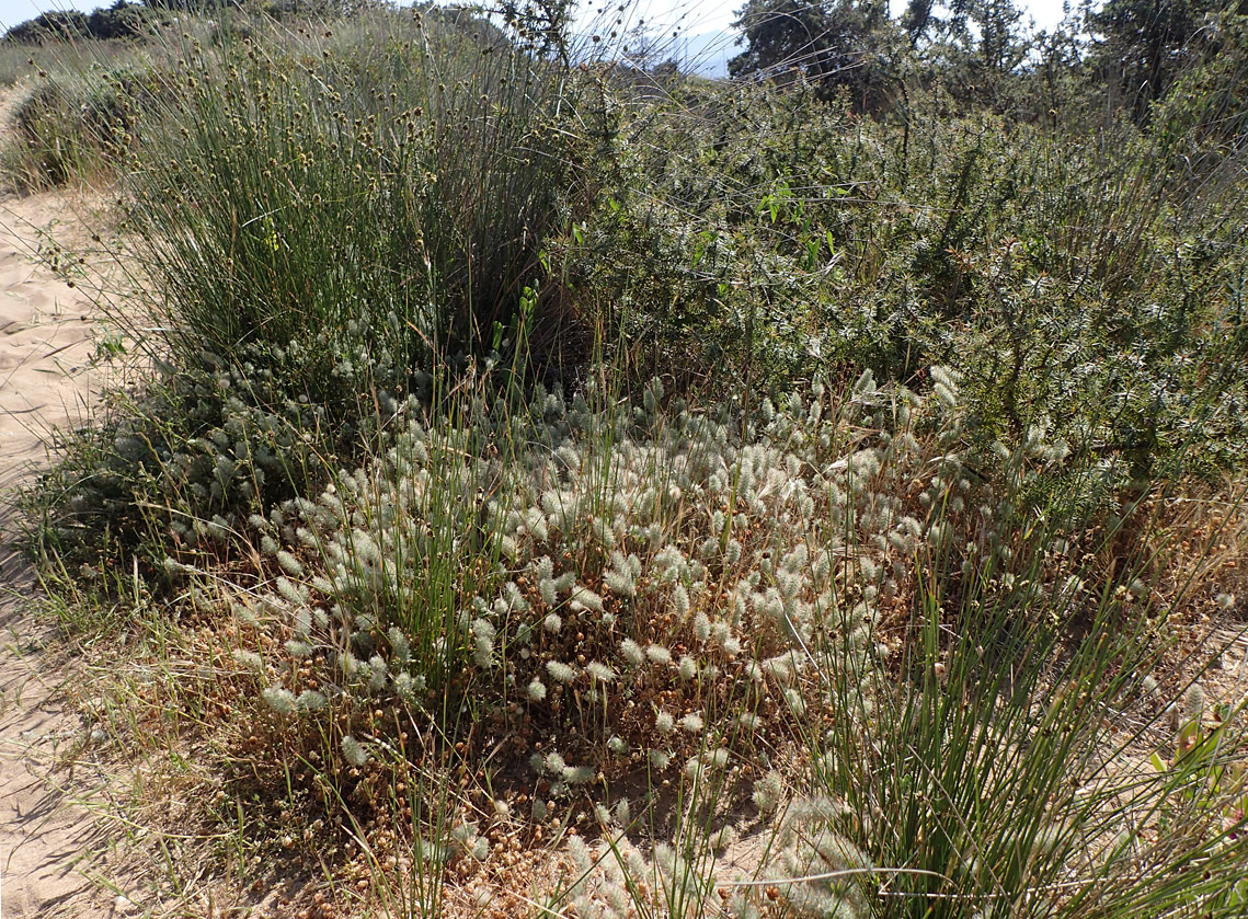 Image of Trifolium angustifolium specimen.