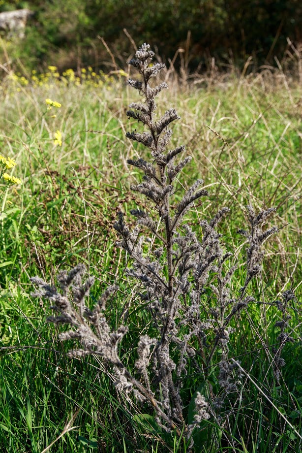 Изображение особи Echium vulgare.