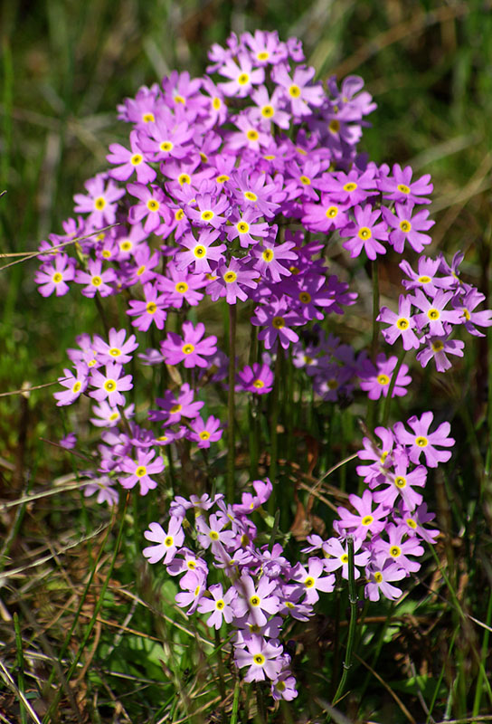 Image of genus Primula specimen.