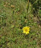 Tragopogon orientalis. Верхушка цветущего растения. Ставропольский край, окр. г. Кисловодск, Берёзовское ущелье, луг на склоне ущелья. 15.09.2018.