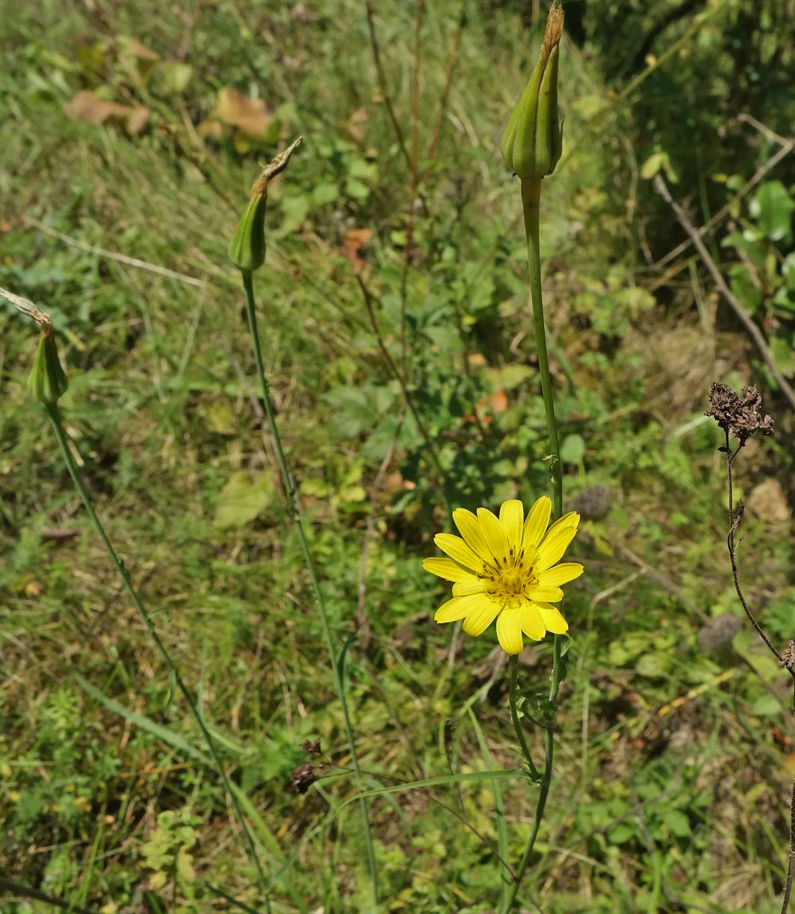 Изображение особи Tragopogon orientalis.