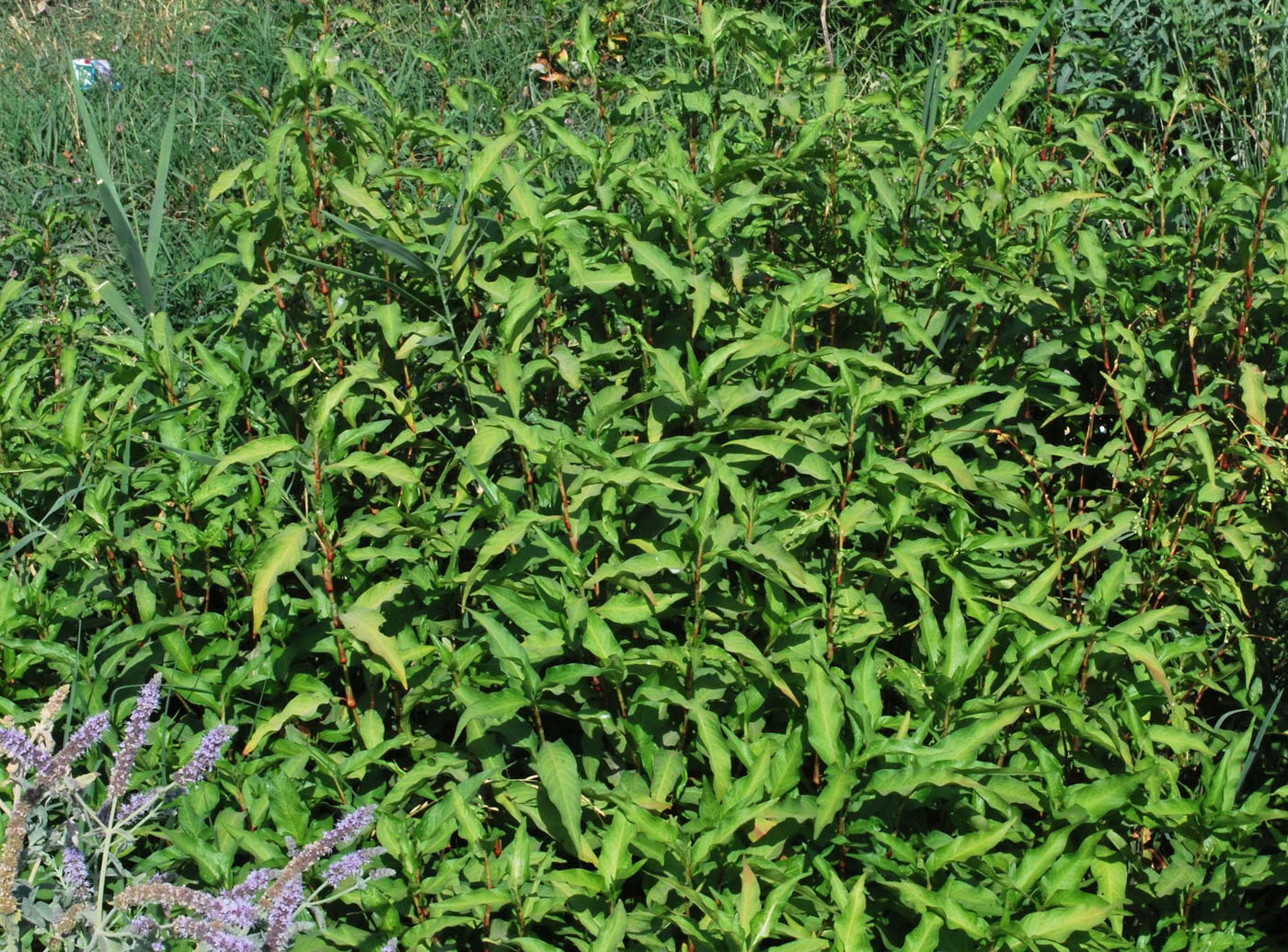 Image of Persicaria hydropiper specimen.