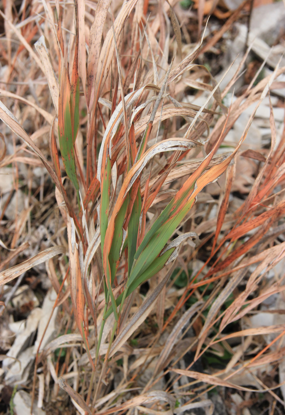 Изображение особи Brachypodium rupestre.