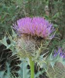 Cirsium cephalotes. Верхушка побега с соцветием. Кабардино-Балкария, Эльбрусский р-н, окр. пос. Эльбрус, ок. 1850 м н.у.м., окраина луга. 26.08.2017.