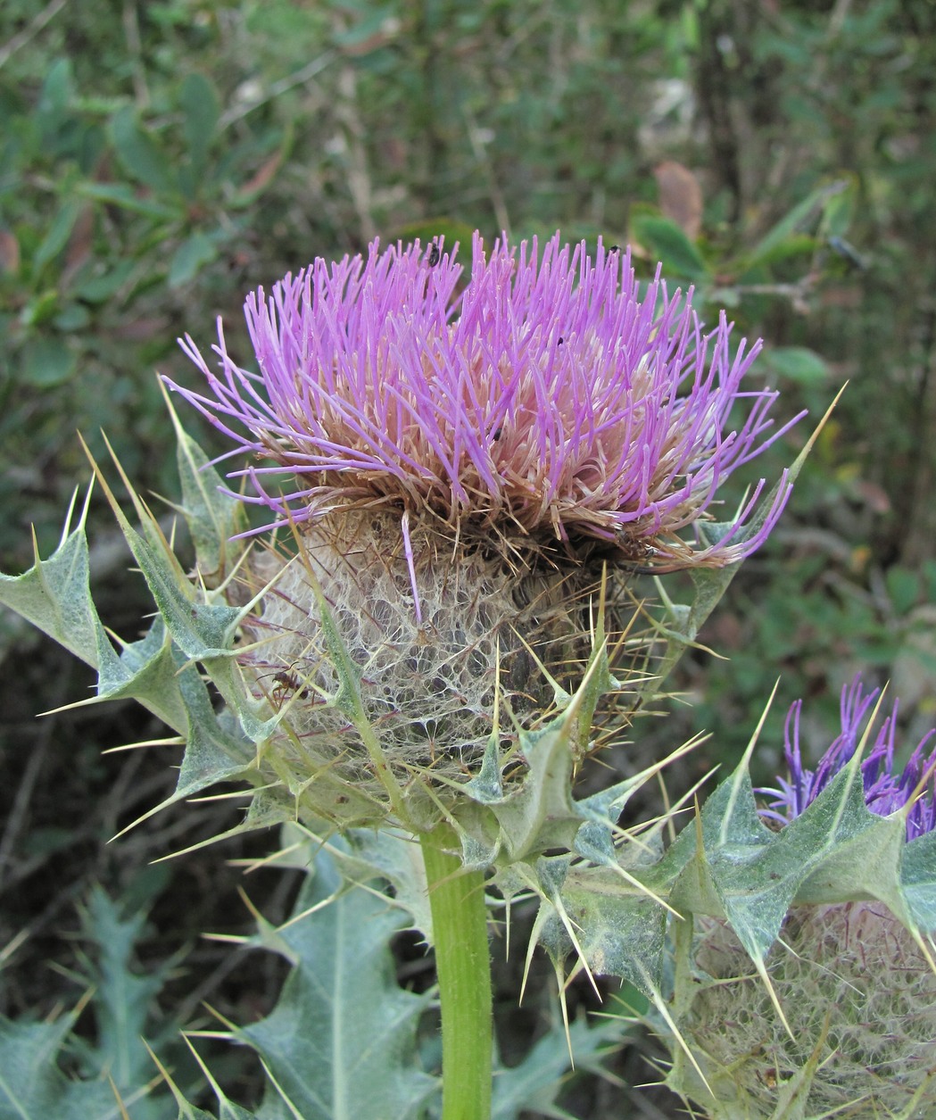 Изображение особи Cirsium cephalotes.